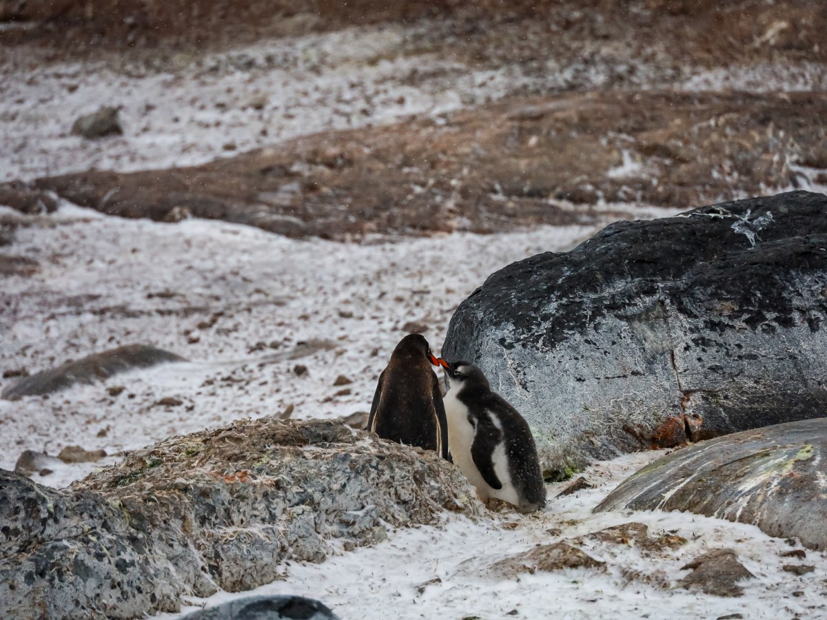 Beste reistijd Antarctica