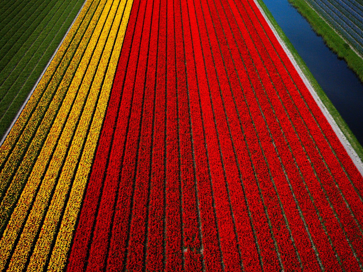 Ontdek de mooiste tulpenroutes van Lisse per&nbsp;fiets