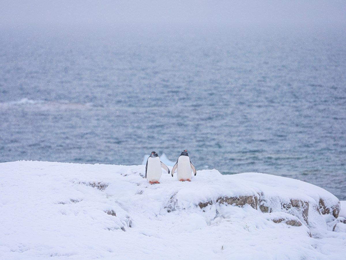 Tips voor het fotograferen in&nbsp;Antarctica