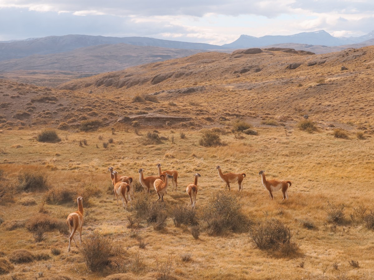 Beste reistijd Patagonië