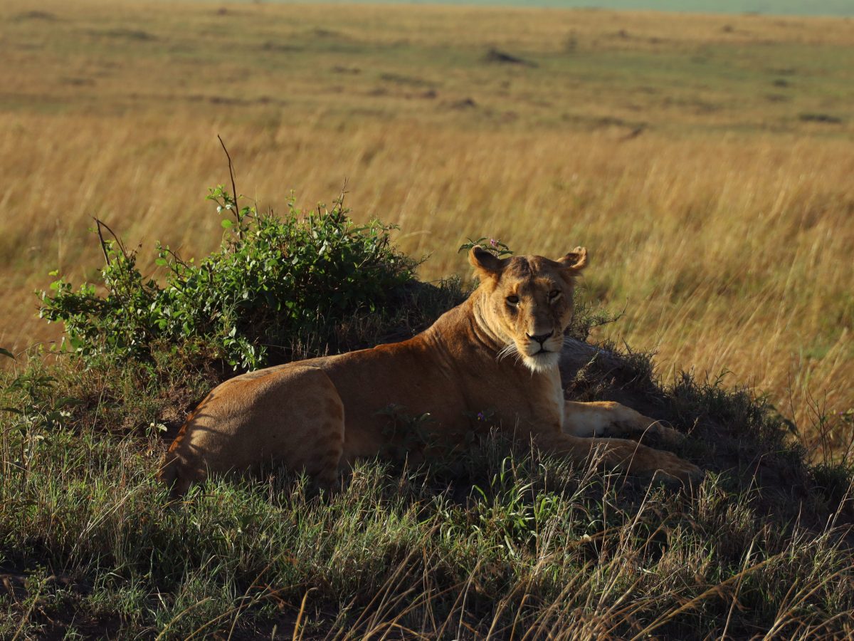 Tips voor het spotten van wildlife tijdens een self-drive&nbsp;safari