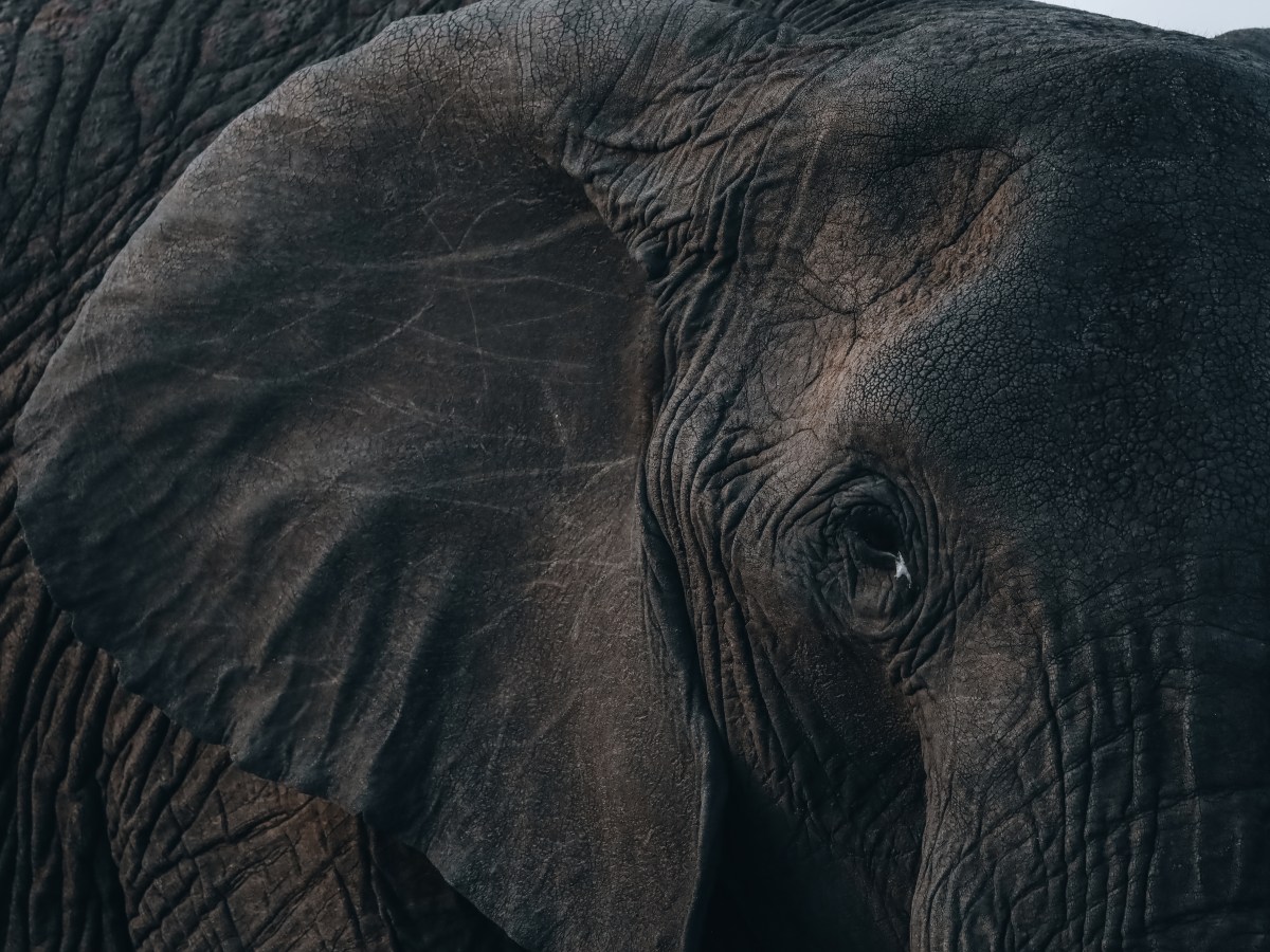 Beste reistijd Kenia