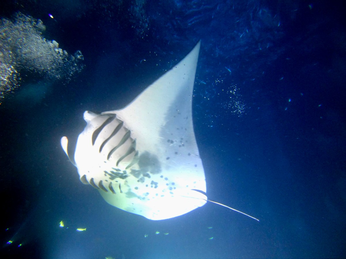 De 5 mooiste duikbestemmingen