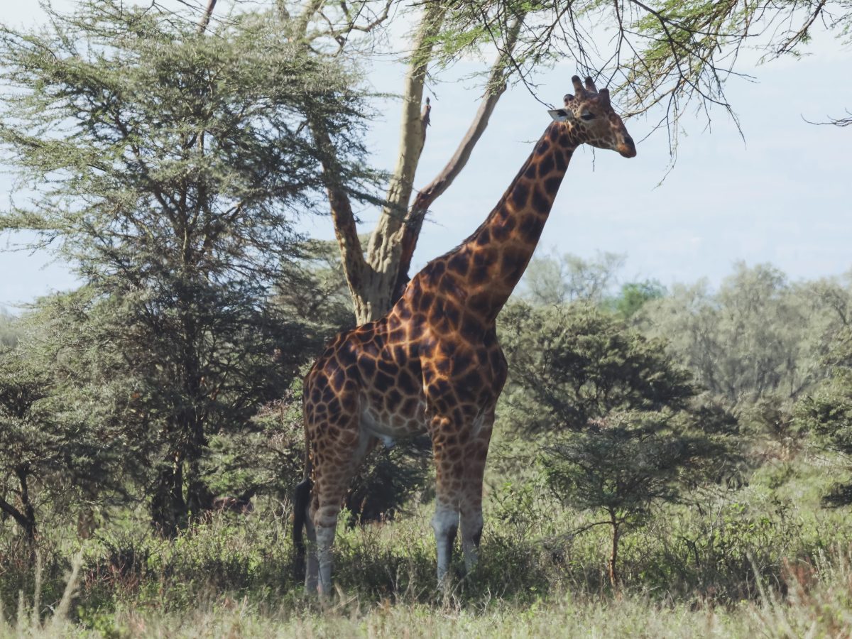 5 leukste activiteiten in&nbsp;Nairobi