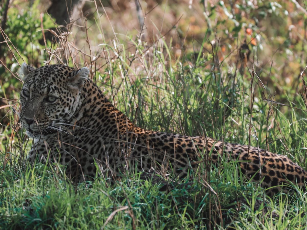 Tips voor een bezoek aan Masai Mara National&nbsp;Park
