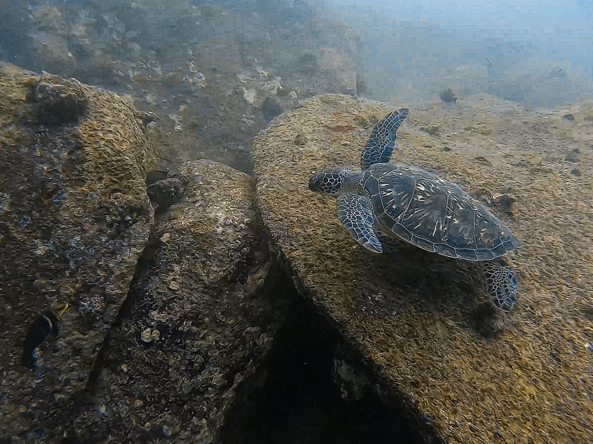 Tips voor snorkelen&nbsp;Seychellen
