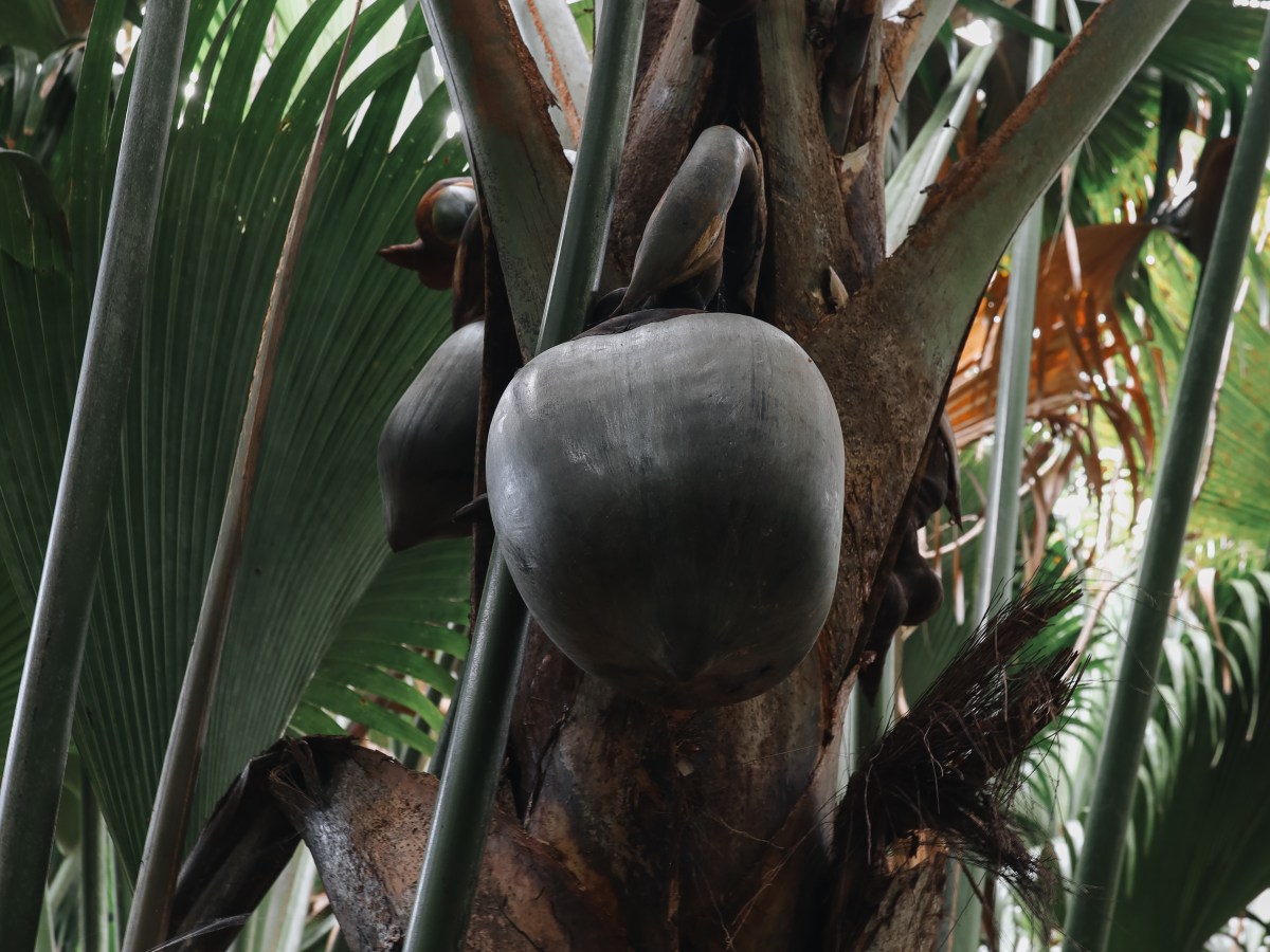 Leukste activiteiten & bezienswaardigheden in&nbsp;Praslin