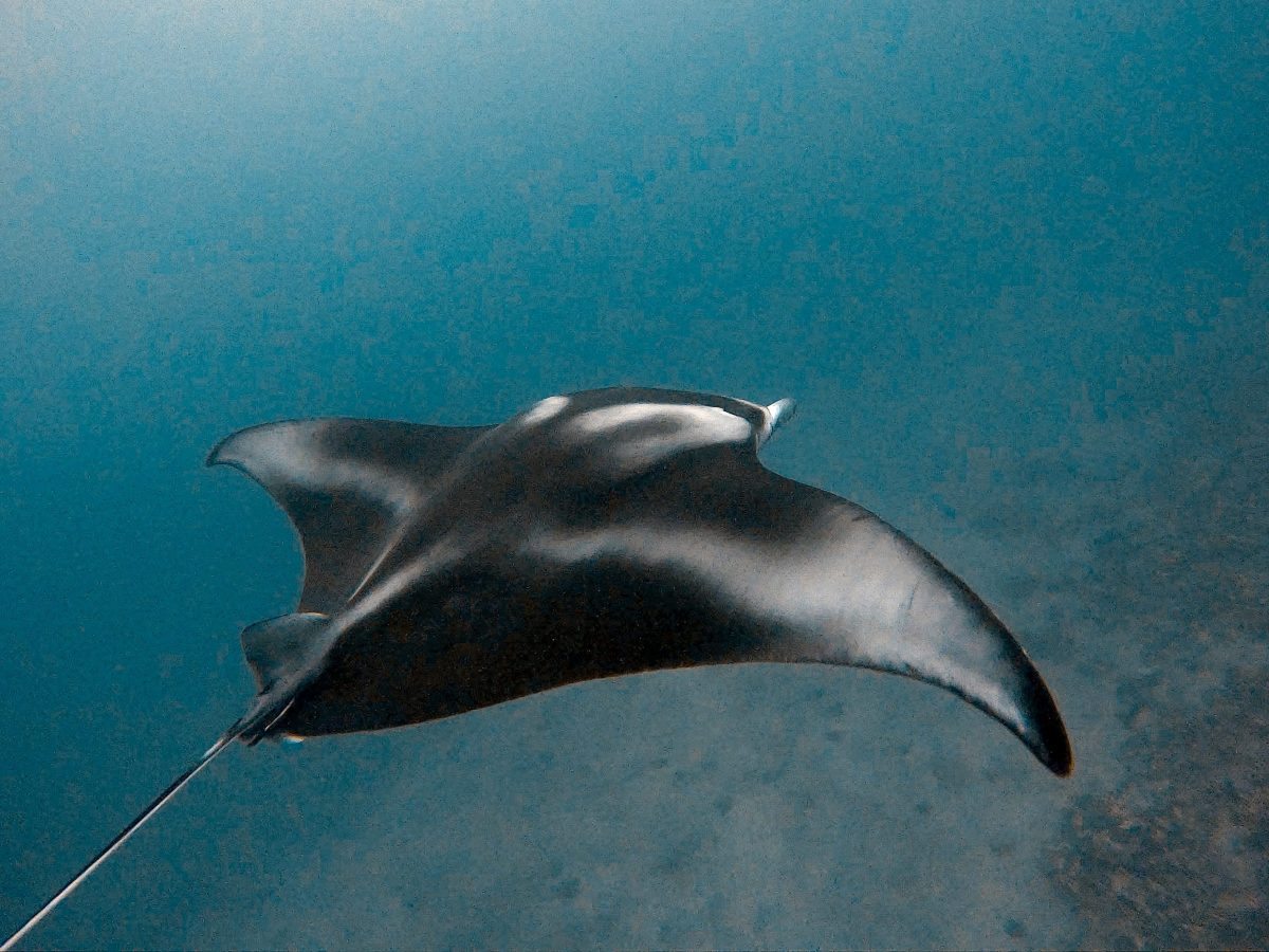 Big Island Hawaï: Ultieme gids voor activiteiten & bezienswaardigheden