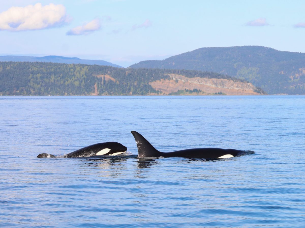 Leukste activiteiten & bezienswaardigheden op Vancouver&nbsp;Island