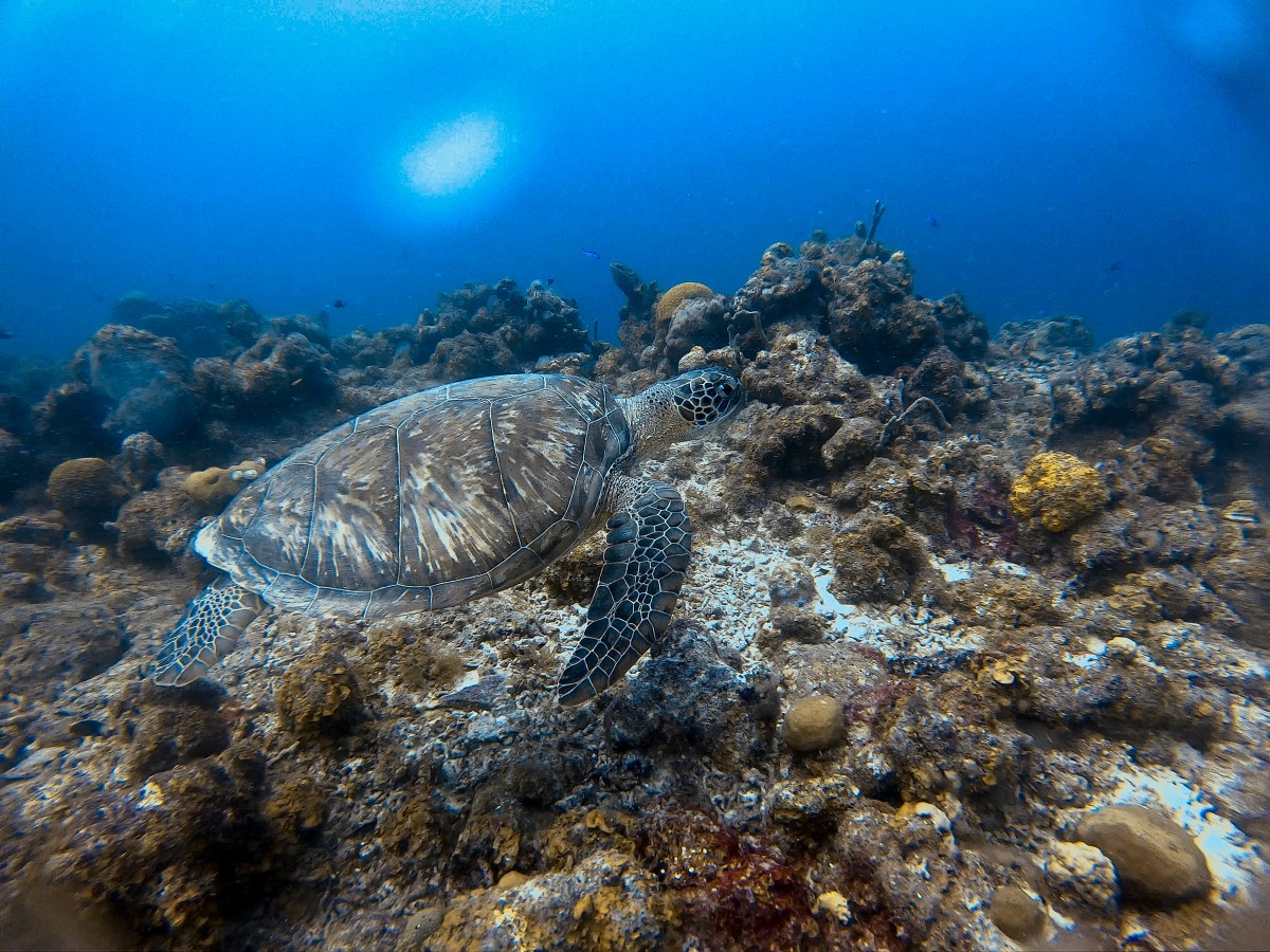 Tips voor duiken&nbsp;Curaçao