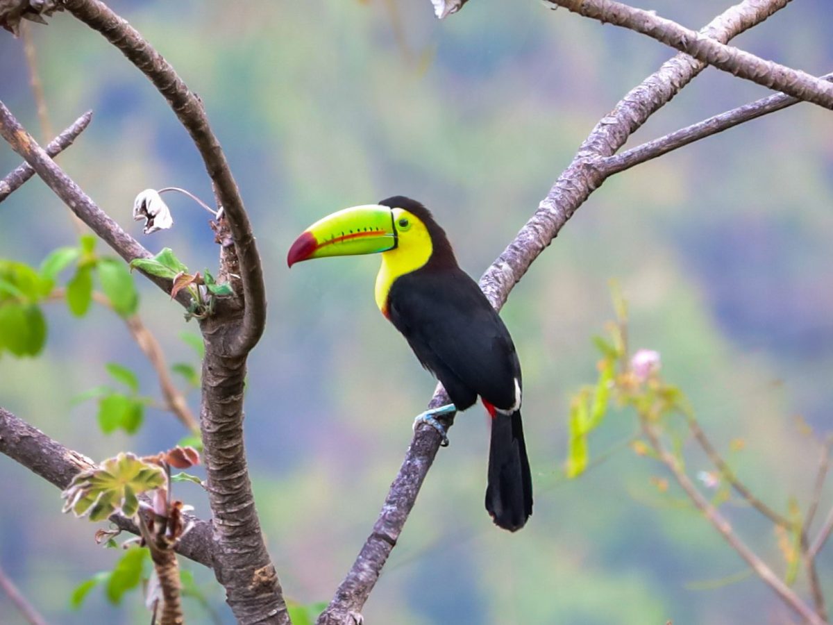 Minca Colombia: Ultieme gids voor activiteiten & bezienswaardigheden