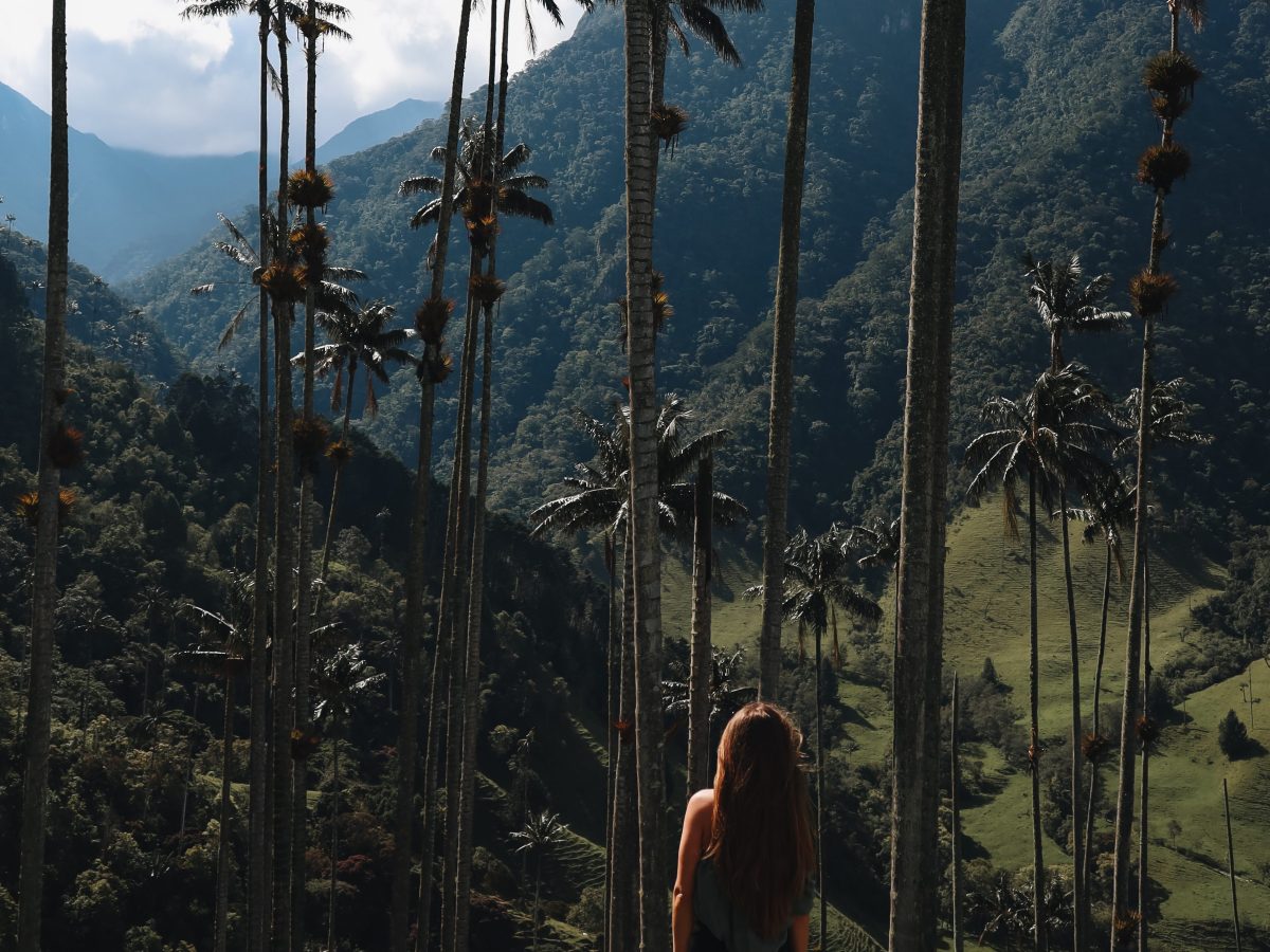 Complete Gids: Hike naar Valle de Cocora&nbsp;Colombia