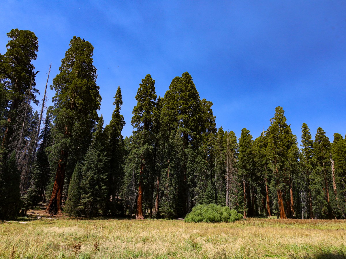 Sequoia National Park: Ultieme gids voor activiteiten & bezienswaardigheden