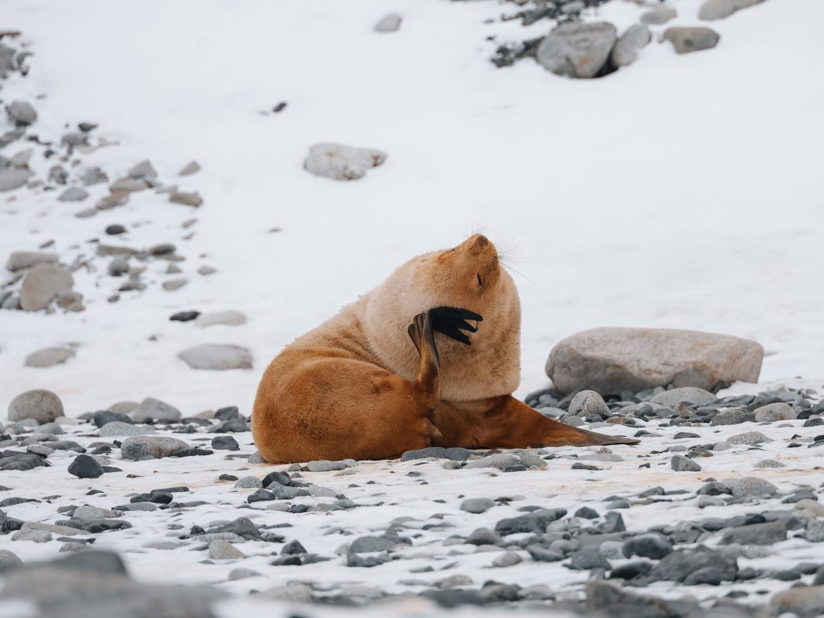Tips voor het boeken van een reis naar&nbsp;Antarctica