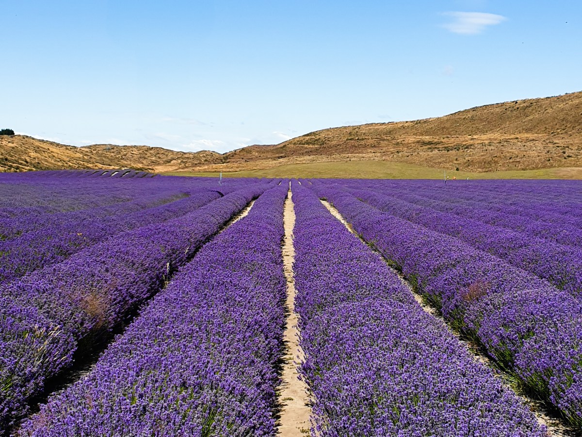 De ultieme gids voor rondreizen door&nbsp;Nieuw-Zeeland