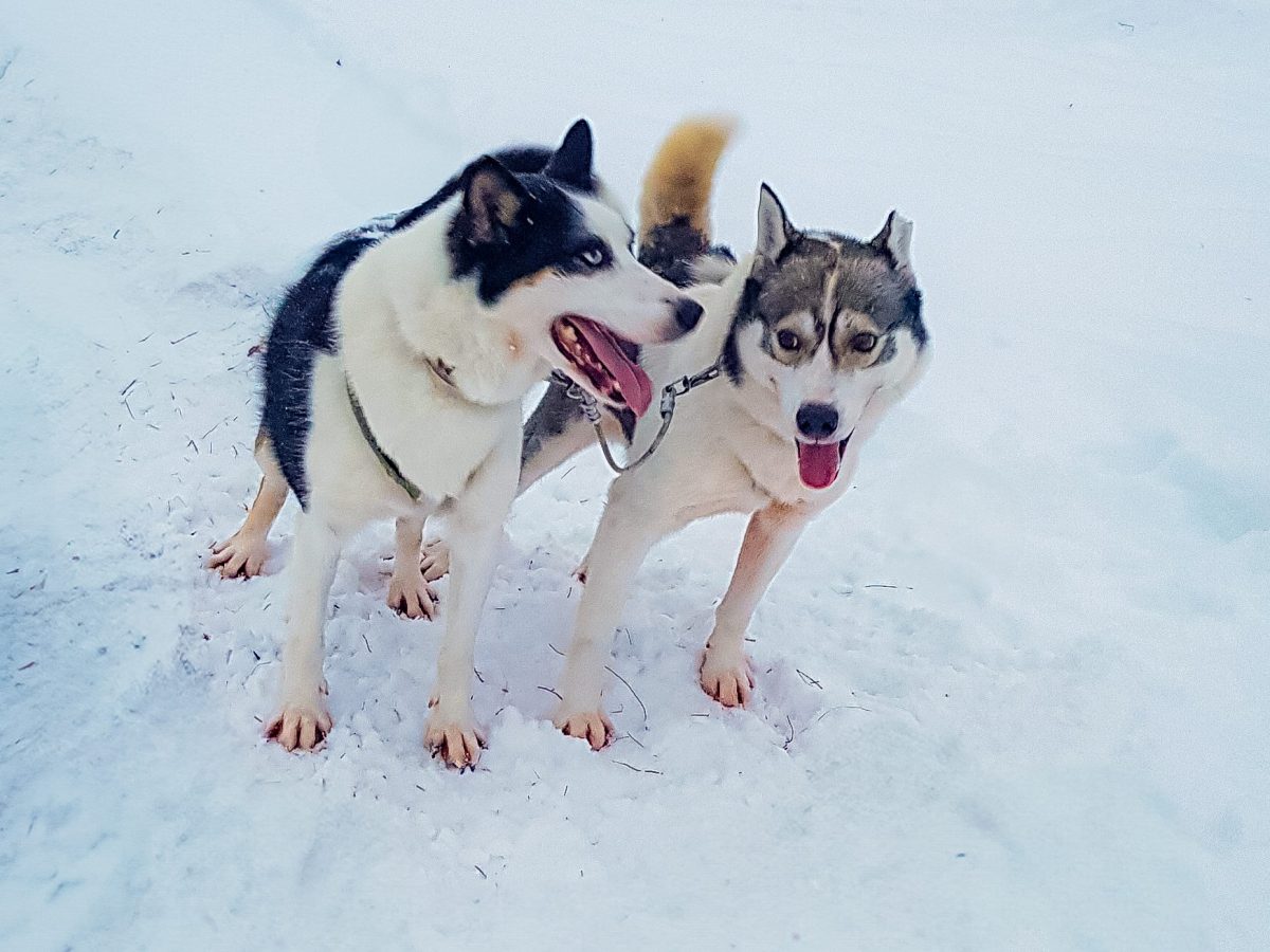 14x De beste winterse activiteiten in&nbsp;Lapland