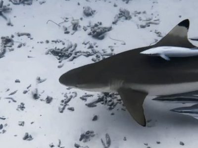 Tips voor duiken&nbsp;Malediven