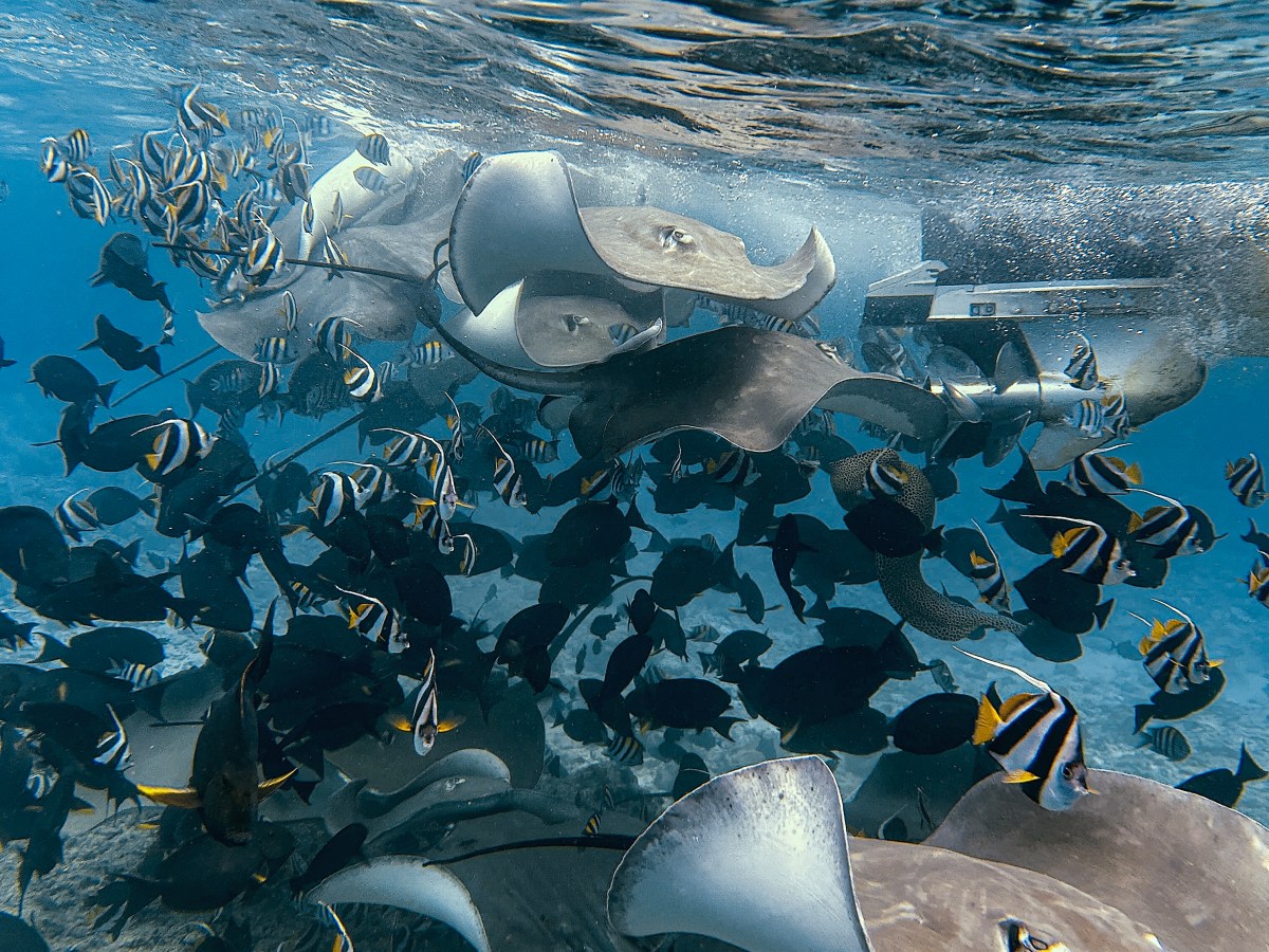 De beste activiteiten op Maafushi,&nbsp;Malediven