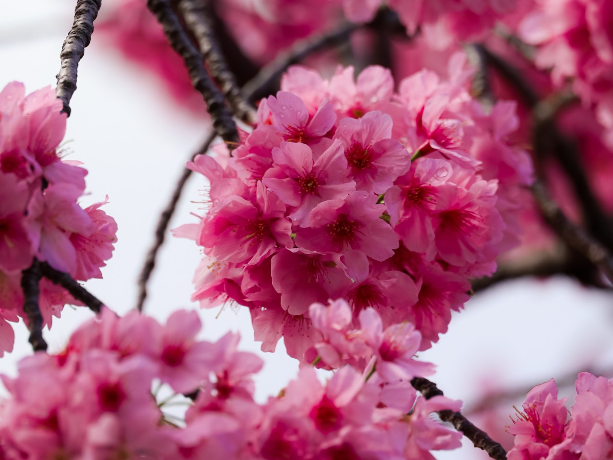 Beste reistijd Japan