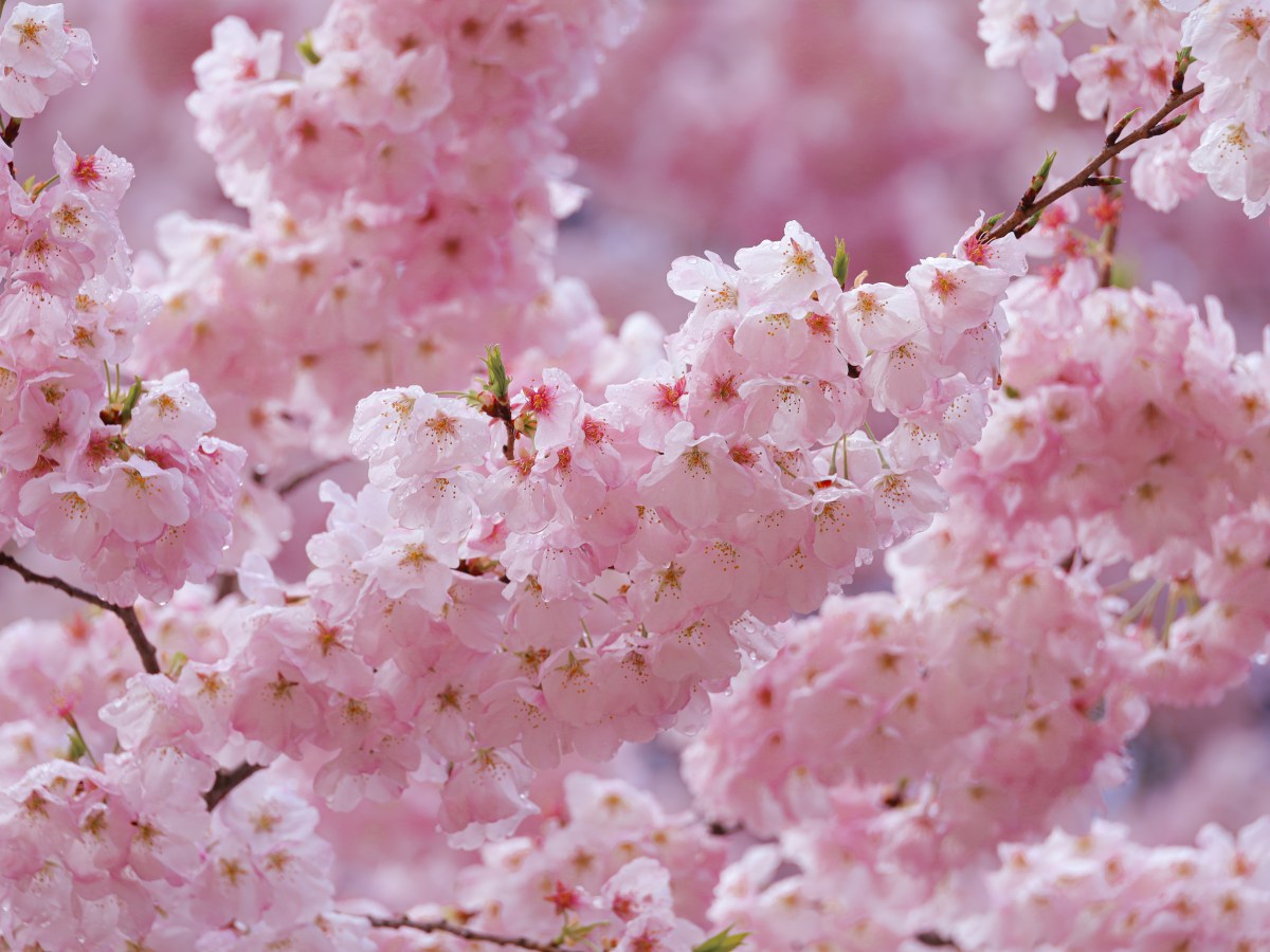 Ultieme gids voor het kersenbloesemseizoen in&nbsp;Japan